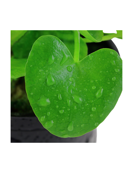 Nymphoides hydrophylla 'Taiwan'