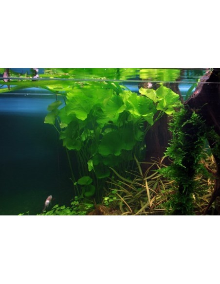 Nymphoides hydrophylla 'Taiwan'