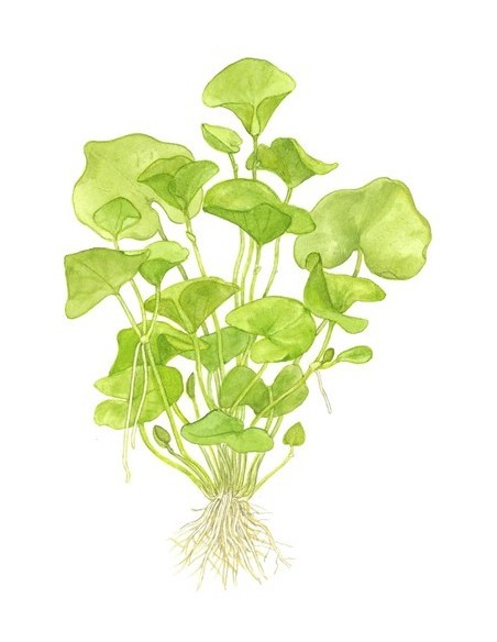 Nymphoides hydrophylla 'Taiwan'