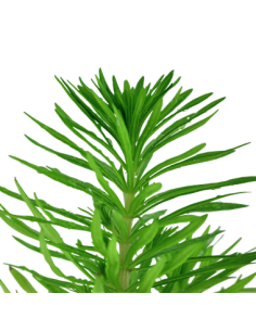 Pogostemon erectus 2