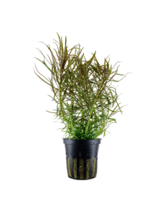 Pogostemon stellatus