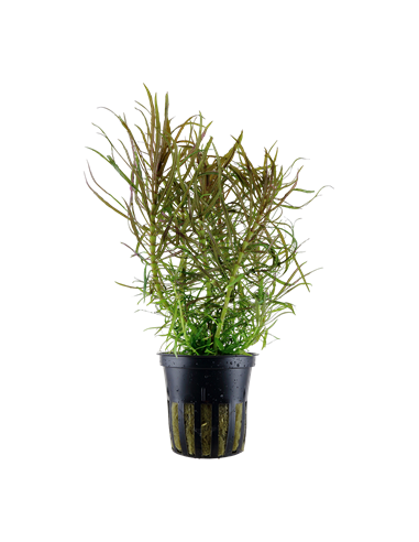 Pogostemon stellatus