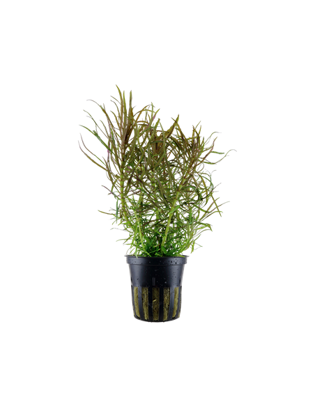 Pogostemon stellatus