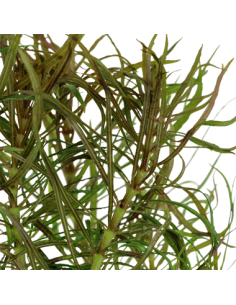 Pogostemon stellatus 2