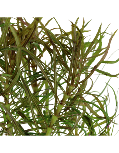 Pogostemon stellatus