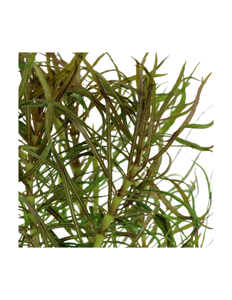 Pogostemon stellatus