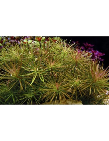 Pogostemon stellatus