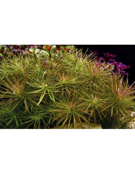 Pogostemon stellatus