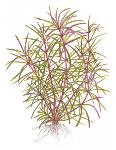 Pogostemon stellatus