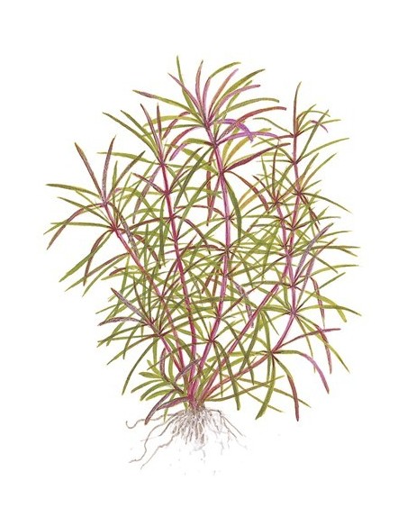 Pogostemon stellatus