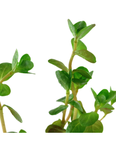 Rotala rotundifolia 2