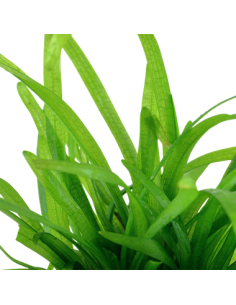 Sagittaria subulata 2