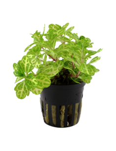 Shinnersia rivularis 'Weiss-Grün'