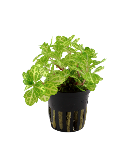 Shinnersia rivularis 'Weiss-Grün'