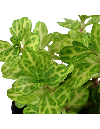 Shinnersia rivularis 'Weiss-Grün'