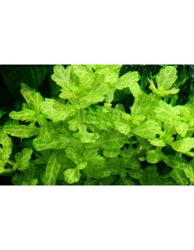 Shinnersia rivularis 'Weiss-Grün'