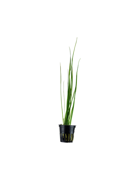 Vallisneria nana