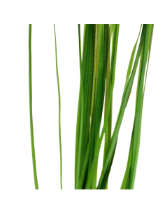 Vallisneria nana 2