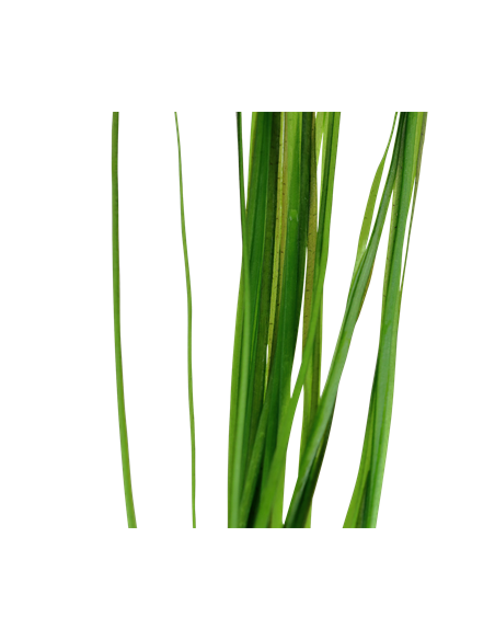 Vallisneria nana