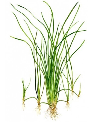 Vallisneria nana