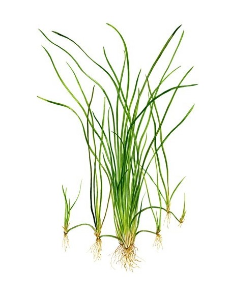 Vallisneria nana