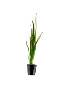 Vallisneria spiralis 'Tiger'