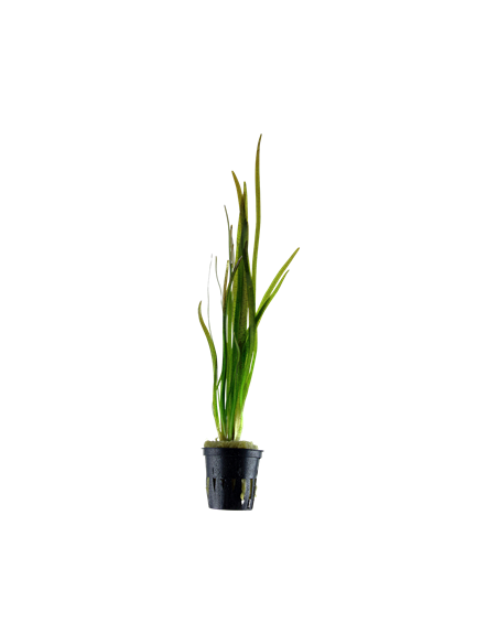 Vallisneria spiralis 'Tiger'