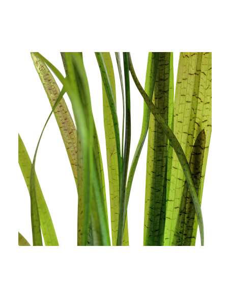 Vallisneria spiralis 'Tiger'