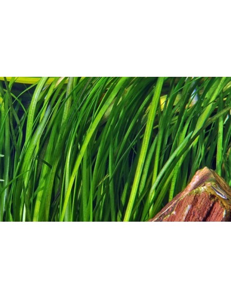 Vallisneria spiralis 'Tiger'