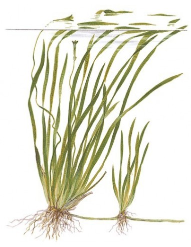 Vallisneria spiralis 'Tiger'