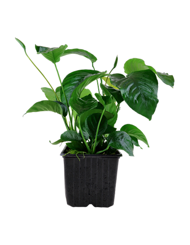 Anubias barteri var, caladiifolia