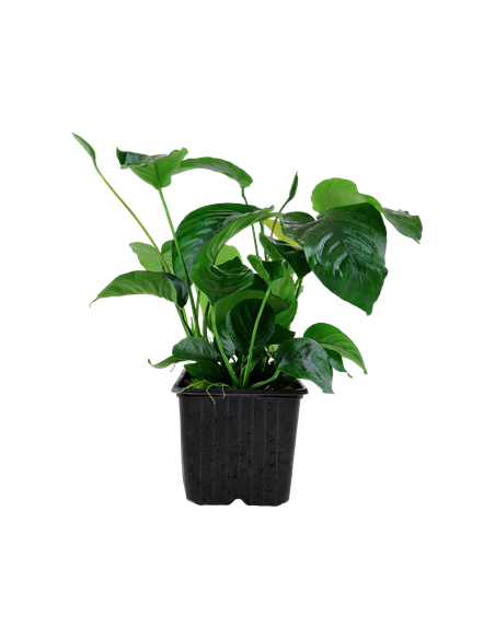 Anubias barteri var, caladiifolia