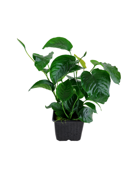 Anubias barteri var, caladiifolia