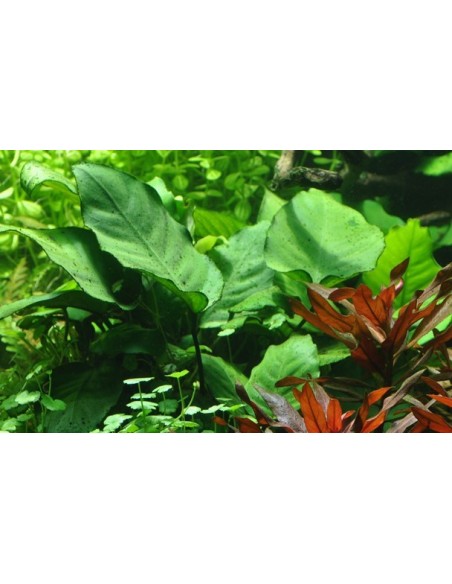 Anubias barteri var, caladiifolia