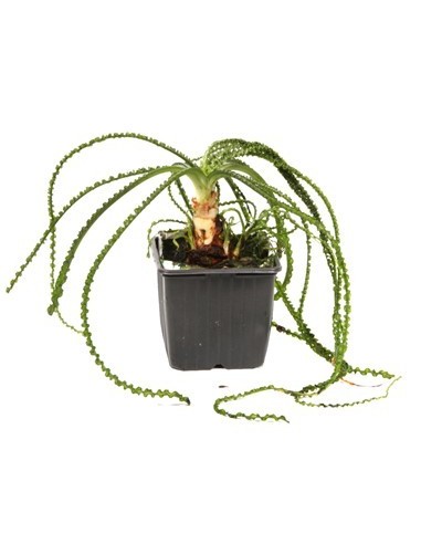 Crinum calamistratum