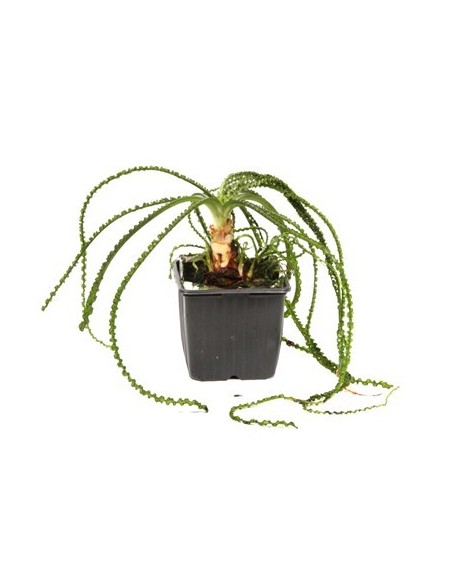 Crinum calamistratum