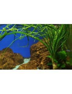 Crinum calamistratum 2