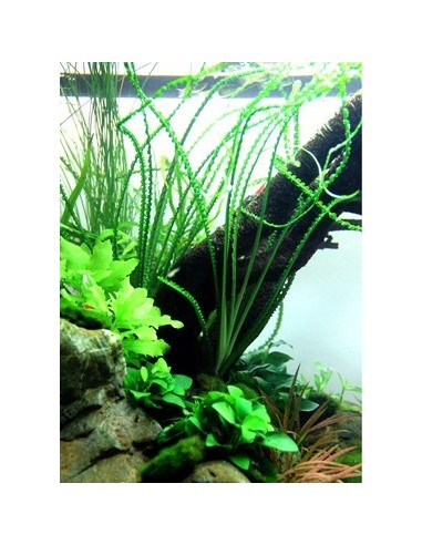 Crinum calamistratum