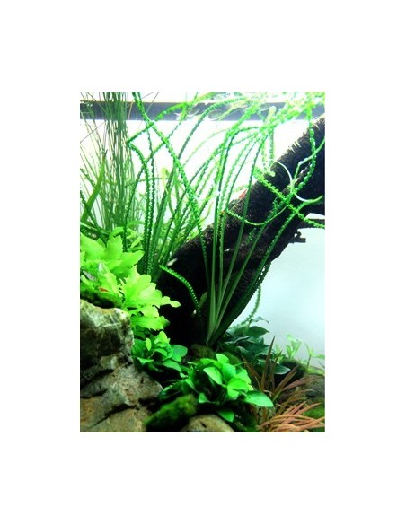 Crinum calamistratum