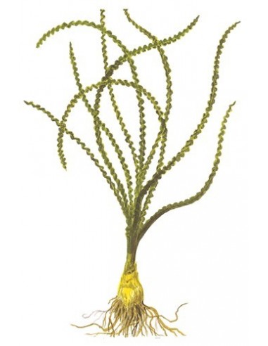 Crinum calamistratum