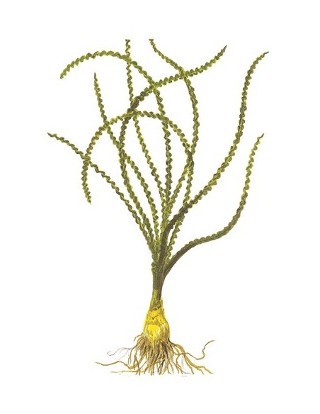 Crinum calamistratum