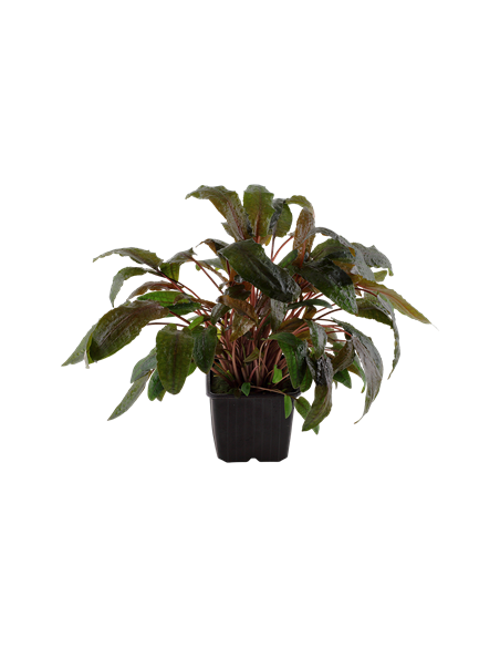 Cryptocoryne wendtii 'Tropica'