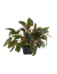Cryptocoryne wendtii 'Tropica' 2