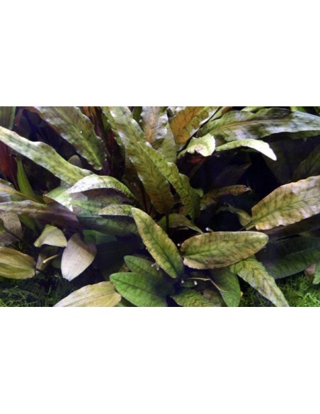 Cryptocoryne wendtii 'Tropica'