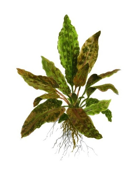 Cryptocoryne wendtii 'Tropica'