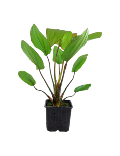 Echinodorus 'Barthii'