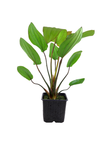 Echinodorus 'Barthii'
