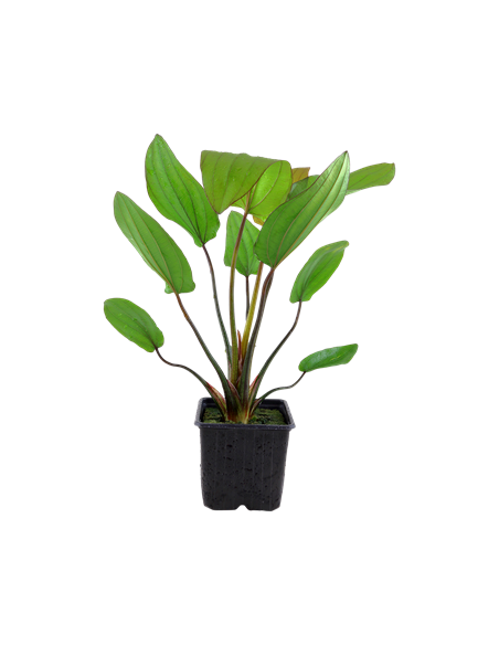 Echinodorus 'Barthii'