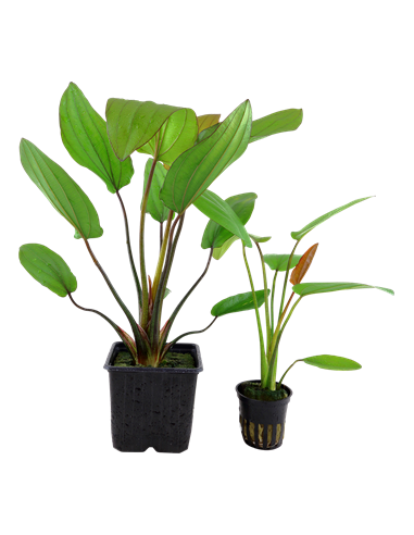Echinodorus 'Barthii'