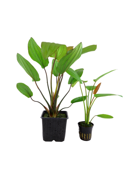 Echinodorus 'Barthii'